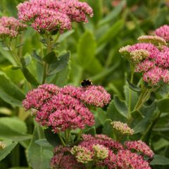 stonecrop