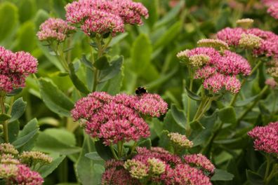 stonecrop