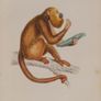 Araguato or Brown Howler William Jardine 1833 Image 2