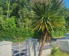 Palm tree Free