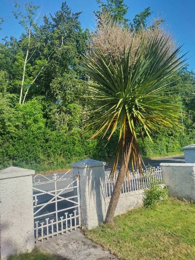 Palm tree Free