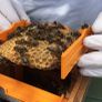 Queen bees mated and non mated as well Image 2