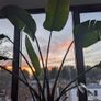 Birds of paradise plant Image 2