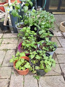 Lemon balm plants