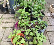 Lemon balm plants