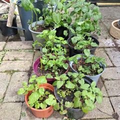 Lemon balm plants