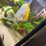 Angelfish Image 3