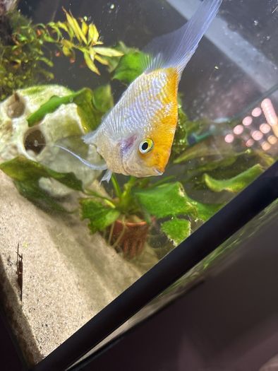Angelfish