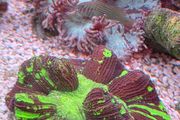 coral