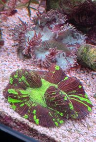 coral