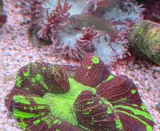 coral