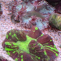 coral