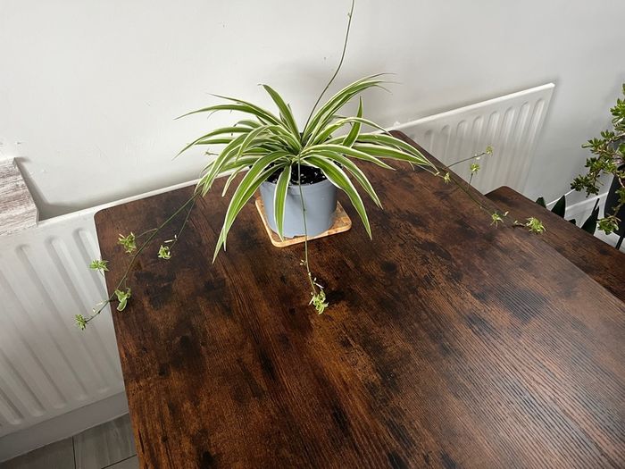 Large spider plant with runners house plant