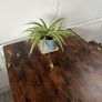 Large spider plant with runners house plant Image 3