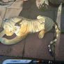 large Tiger teddy for collection today Dublin 13 Image 3