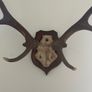Antlers Image 4