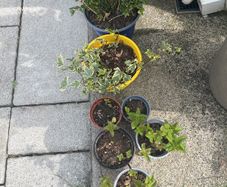 plants