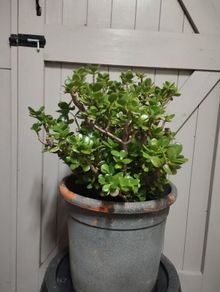 Money Tree/Crassula Ovata