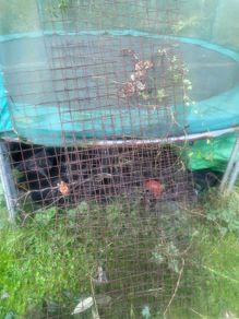 Wire fencing
