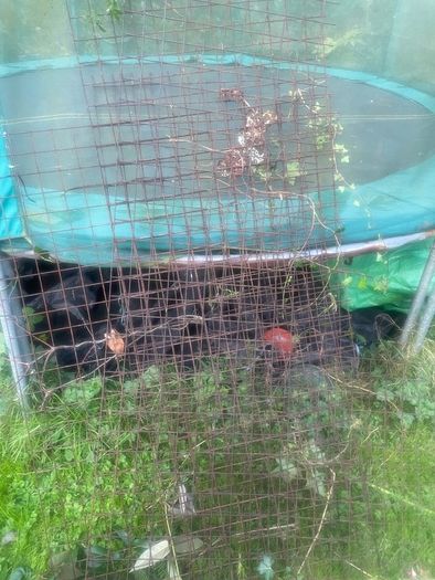 Wire fencing