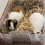 3 Guinea Pigs Image 4