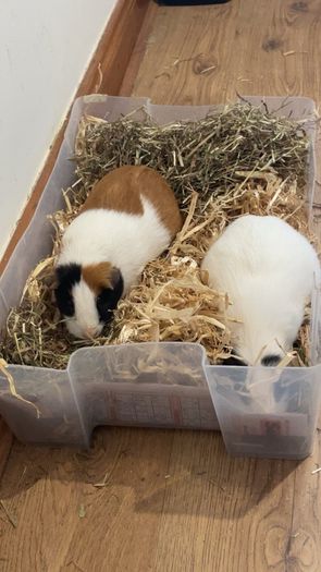 3 Guinea Pigs