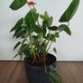 Anthurium plant Image 5