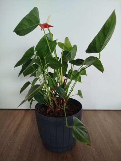 Anthurium plant