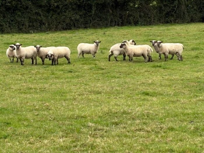 Hoggets