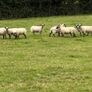 Hoggets Image 6