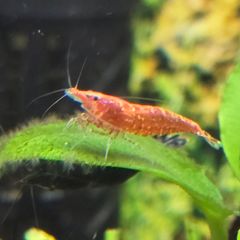Fish Tank Shrimps