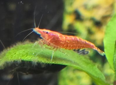 Fish Tank Shrimps