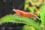 Fish Tank Shrimps