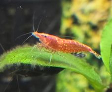 Shrimps