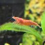Fish Tank Shrimps Image 2