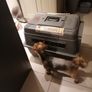 Kennel- very solid, long haul airline approved Petmate brand Image 4