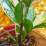 No.10 ZZ plant Variegated Image 5