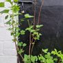 plant raspberry seedlings, blackcurrant, wild garlic Image 5