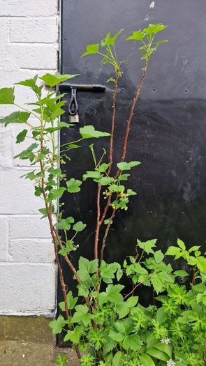 plant raspberry seedlings, blackcurrant, wild garlic