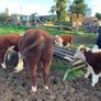 Hereford Bull Image 4