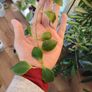 Hoya Heuschkeliana variegated and albomarginata Image 2