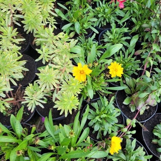 clearance of 100 plants/shrubs