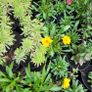 clearance of 100 plants/shrubs Image 3