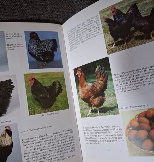 Old Poultry Breeds / Fred Hams / 2000