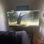 Fluval 23l Fishtank Image 4