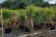 Cordyline trees 3/4ft  just 45 euro