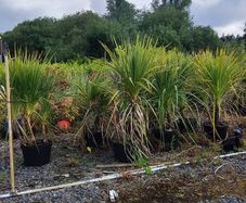 Cordyline trees 3/4ft  just 45 euro
