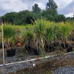 Cordyline trees 3/4ft  just 45 euro