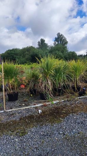 Cordyline trees 3/4ft  just 45 euro