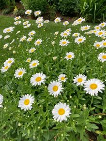 (D) Daisy Silver Princess seeds 0.2g (430611)